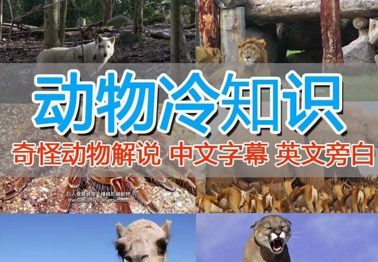 外面卖1699的国外纪录片解说（动物解说、美食、动画片）稳过中视频柒柒网创吧-网创项目资源站-副业项目-创业项目-搞钱项目柒柒网创吧